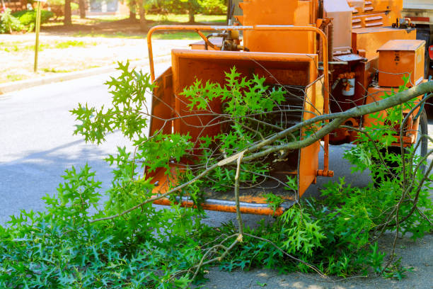 Best Palm Tree Trimming  in Quitman, GA