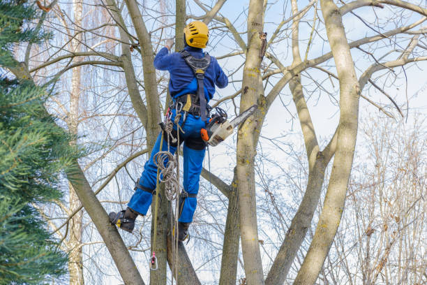 Best Hazardous Tree Removal  in Quitman, GA