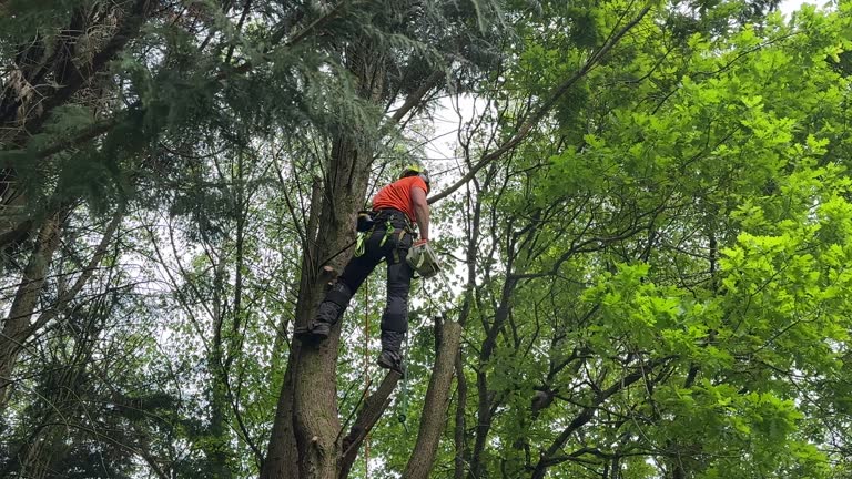 Best Hedge Trimming  in Quitman, GA