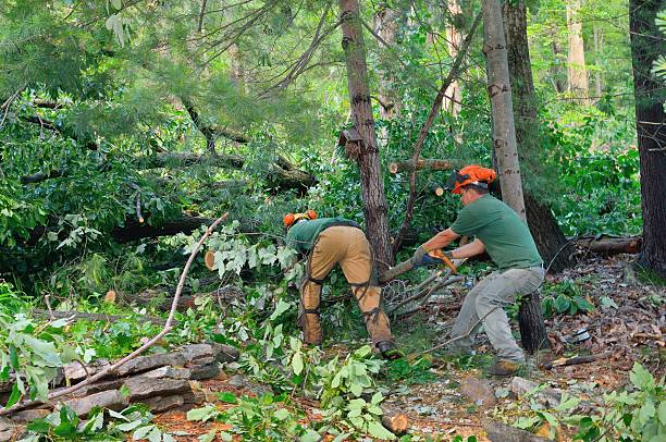 Best Commercial Tree Services  in Quitman, GA