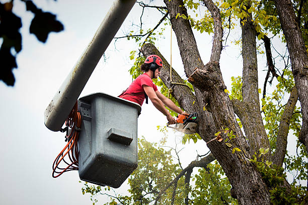 Trusted Quitman, GA Tree Services Experts