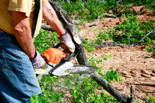 Best Tree Cabling and Bracing  in Quitman, GA